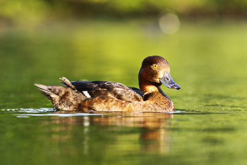 female tufted duck floating on water surface