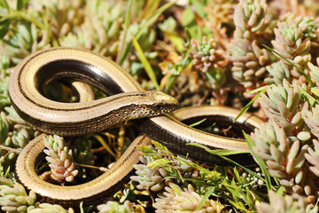 full length deaf adder