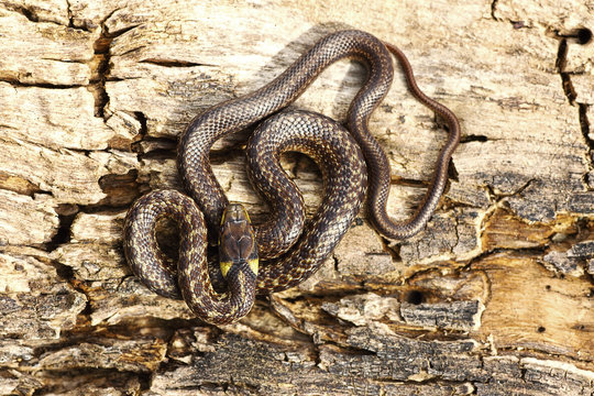 full length juveline aesculapian snake