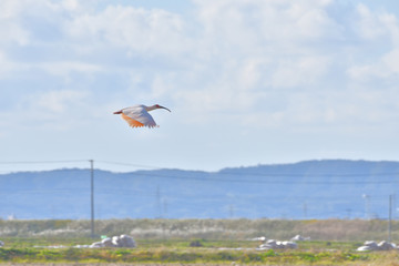 Japanese crested ibis