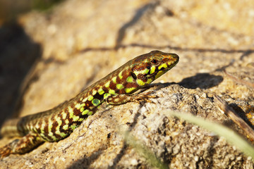 Milos wall lizard closeup