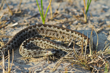 moldavian meadow viper in natural environment
