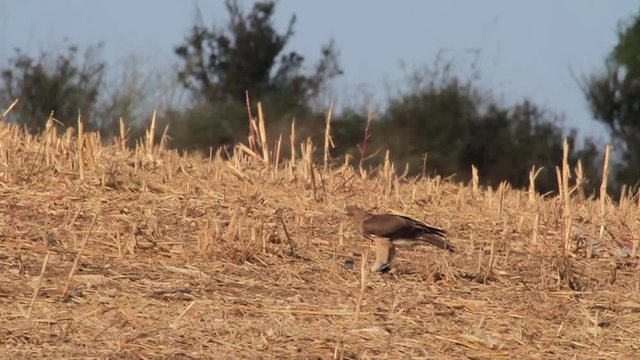 Bonelli's eagle feeding in the field