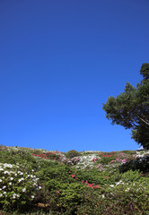 つつじの山