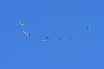 Japanese crested ibis