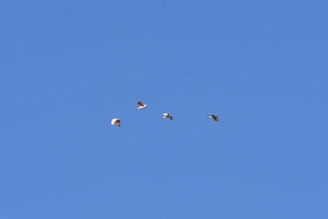 Japanese crested ibis
