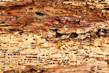 rough texture of wood destroyed by boring insects