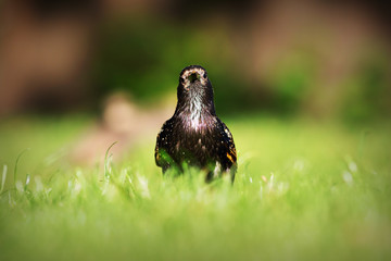 Sturnus vulgaris looking at the camera