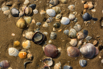 Shells on the beach in Caorle, Italy