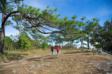 Obraz premium Landscape, nature trails with beautiful green pine trees on the mountain On Phukradueng in Thailand.