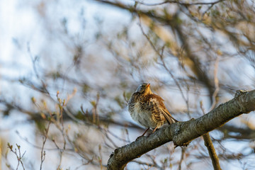 Fieldfare bird on a branch in the tree
