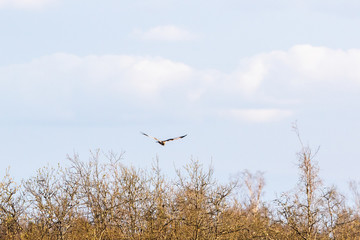 Marsh harrier flying over trees