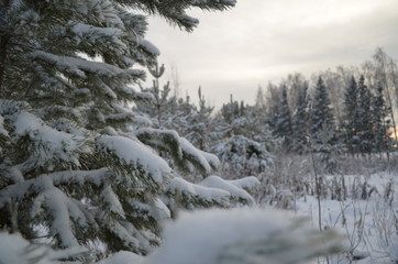 Winter forest nature snow trees christmas trees