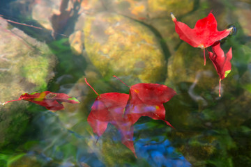  Red maple leaves fall into clear water in the mountains in the rainforest,Phu Kradueng in Thailand.