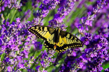 schmetterling lavendel