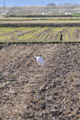 Japanese crested ibis