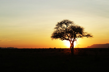 Fototapeta na wymiar afika sunset