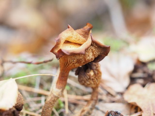 Pilz im Wald