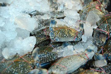 Fischmarkt in Naklua, Thailand