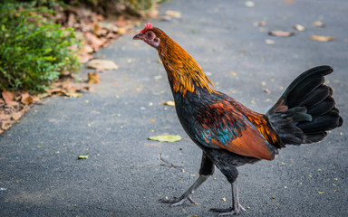 Rooster running around