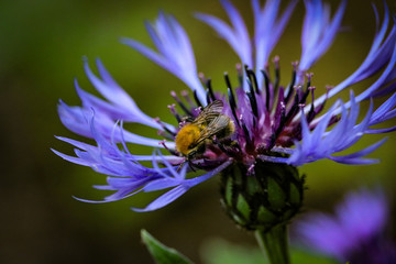 Hummel auf Blume