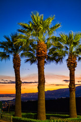 Three palms during golden hour