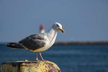 Möwe 