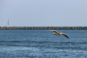Möwe 