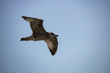 Möwe 