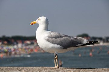 Möwe an der Küste