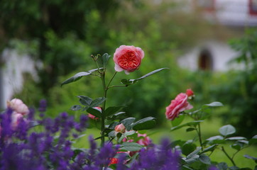 rosen