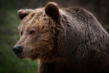 Bär