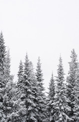 Spruce forest in snow. Winter landscape with spruce forest and copy space. Snowstorm in the forest. Winter wonderland
