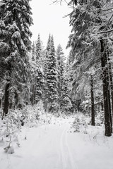 Background of the winter forest. Trees under snow. Pines in snow.  Pine trees. Winter landscape. Ski track in the wild forest. Snow storm in the forest. Winter wonderland