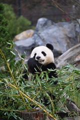 the panda eats bamboo