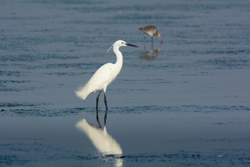 Little Egret 