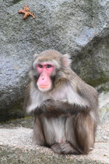 a macaque in observation