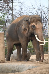 Fototapeta premium african elephant