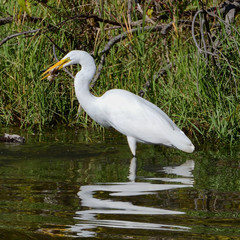 Great Egret