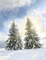 Naklejka premium Beautiful winter landscape of mountains in fir tree forest covered hoarfrost and in snow in sun light and glade in snow. Carpathian mountains