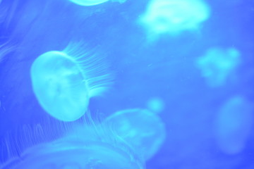 Jelly fish in Coral reefs and water plants in the Red Sea, Eilat, Israel