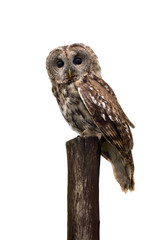 Tawny owl or brown owl ( Strix aluco ) on stump on a white background