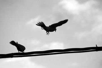 L’envol du corbeau