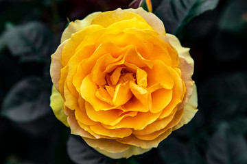 A beautiful yellow rose (top view) with a dark green background