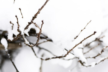 Branches of trees covered with snow in the winter garden
