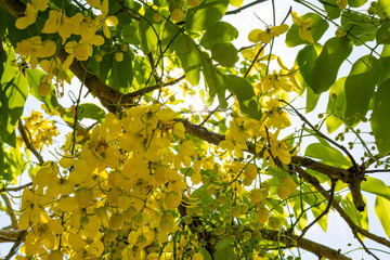 leaves of tree in spring