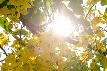 leaves of tree in spring