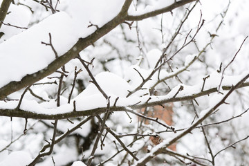 Fototapeta na wymiar Branches of trees covered with snow in the winter garden