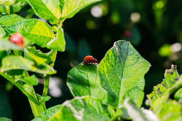 Colorado potato beetle on potato leaves