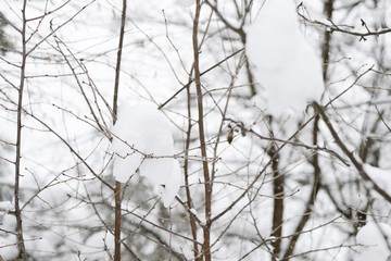 Branches of trees covered with snow in the winter garden